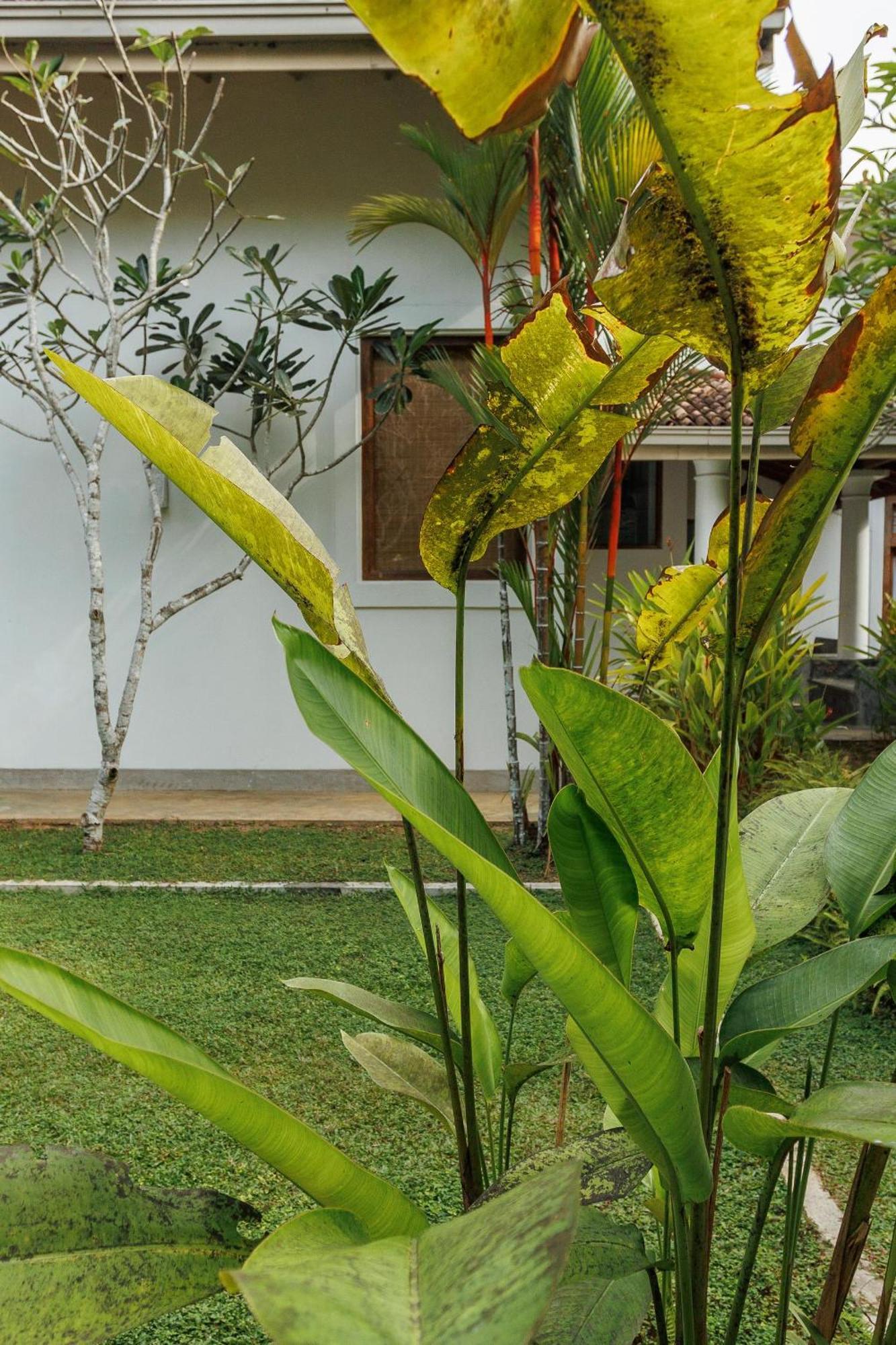 Villa White Queen Galle Kültér fotó