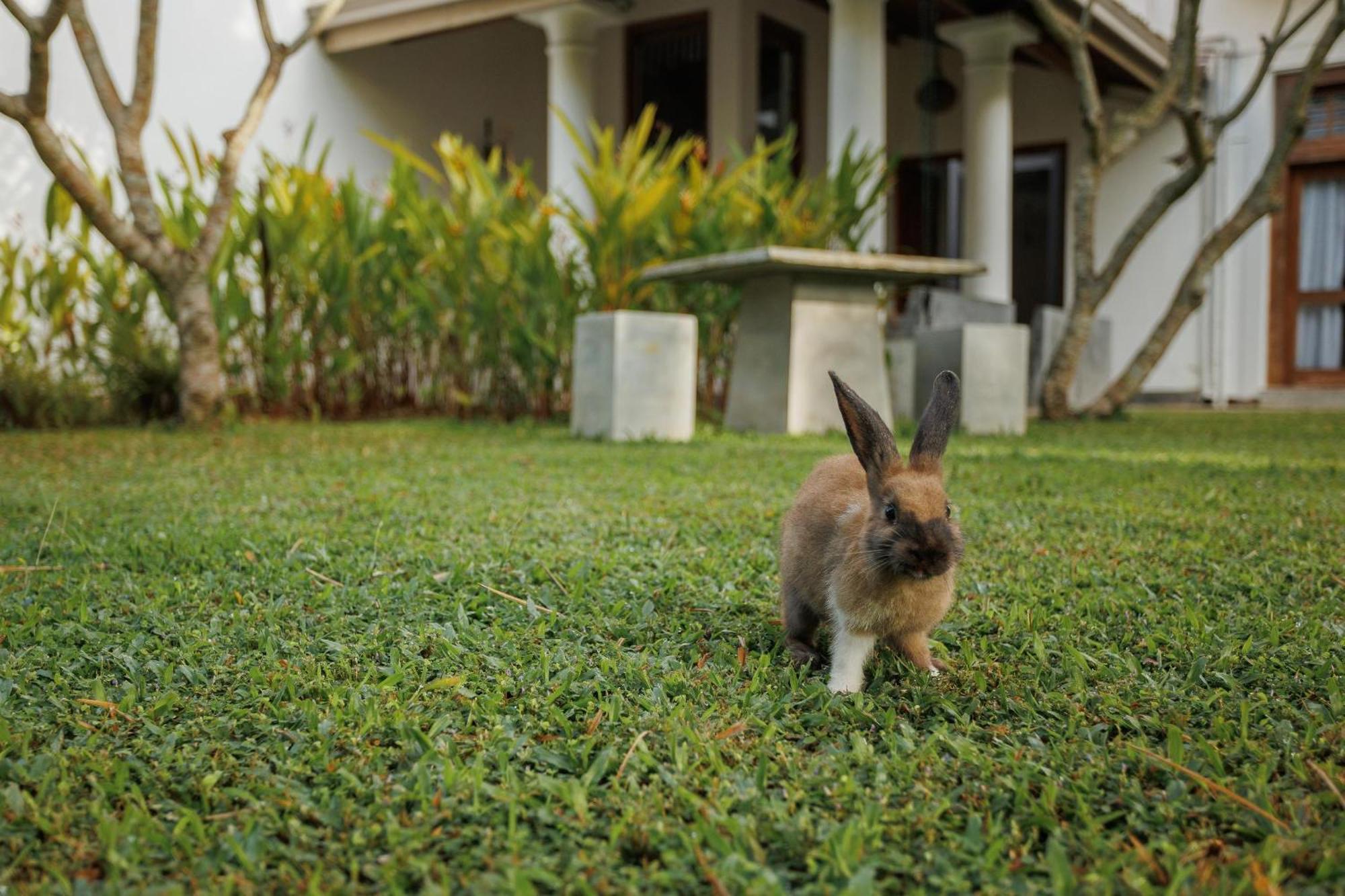 Villa White Queen Galle Kültér fotó